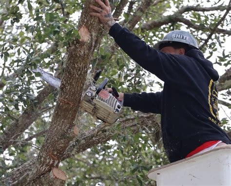 tree removal daytona beach